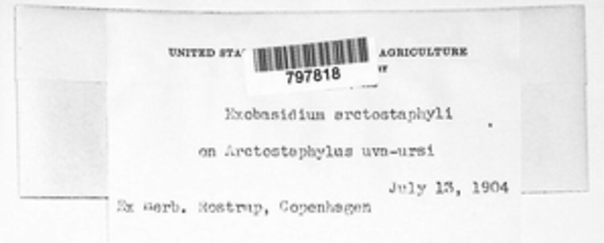 Exobasidium arctostaphyli image